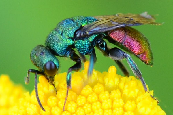 2018-08-28-Chrysididae Hedychrum-auf Rainfarn-Rissener Ufer-JSC7047.JPG