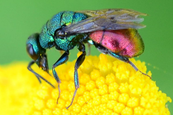 2018-08-28-Chrysididae Hedychrum-auf Rainfarn-Rissener Ufer-JSC7050.JPG