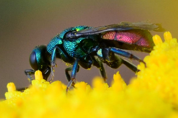 2018-08-28-Chrysididae Hedychrum-auf Rainfarn-Rissener Ufer-JSC7053.JPG