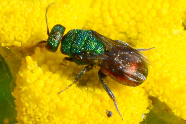 2018-08-28-Chrysididae Hedychrum-auf Rainfarn-Rissener Ufer-JSC7055.JPG