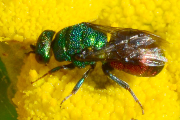 2018-08-28-Chrysididae Hedychrum-auf Rainfarn-Rissener Ufer-JSC7056.JPG