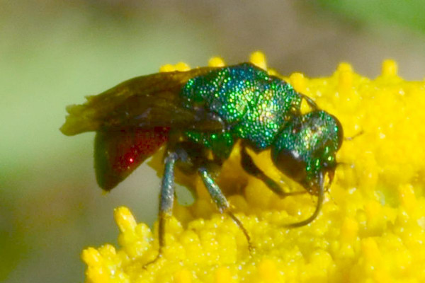 2018-08-28-Chrysididae Hedychrum-auf Rainfarn-Rissener Ufer-JSC7061.JPG