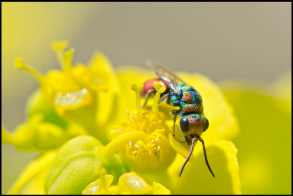 Chrysis_sp_multicolored_Noalejo_red.jpg