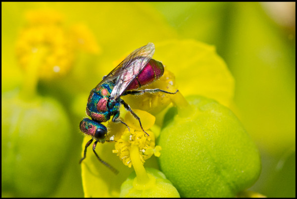 Chrysis_Sp_Noalejo_multi_b_red.jpg