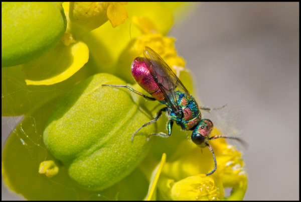 Chrysis_Noalejo_multic_apical_red.jpg