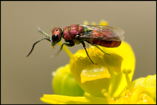 Chrysura_cuprea_Noalejo_red.jpg