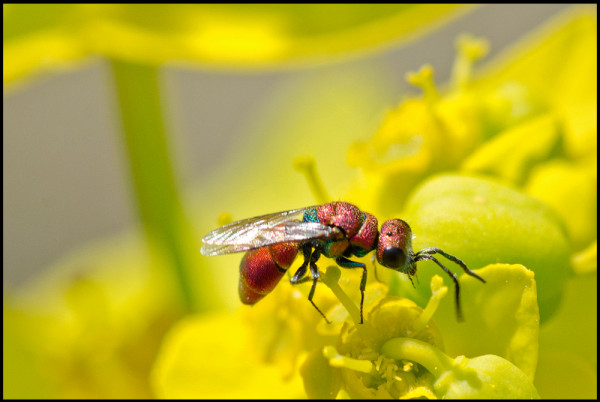 Chrysura_pseudodichroa_Noalejo_red.jpg