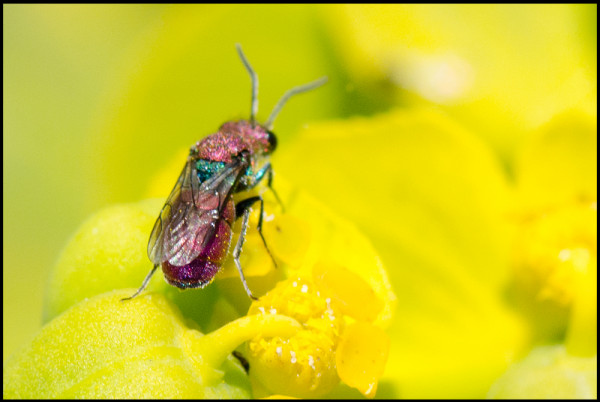 Chrysura_pupureifrons_apical_red.jpg