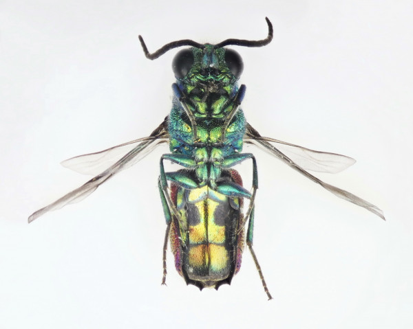 Chrysis ignita 20210513 m Habitus ventralgM.jpg