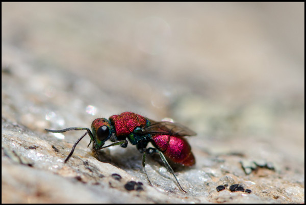 Chrysura_sp_Niguelas_dichroa_red.jpg