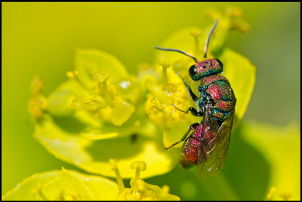 Chrysura_hybrida_red.jpg