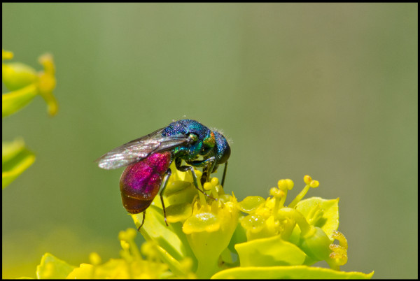 Chrysis angustifrons___Niguelas_red.jpg