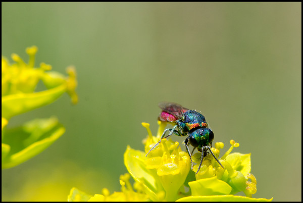 Chrysis angustifrons___Niguelas_face_red.jpg