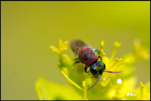 Chrysis_sehestedti_face_Niguelas_red.jpg