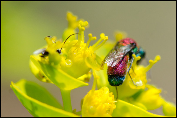 Chrysis_Sehestedti_apical_Niguelas_red.jpg