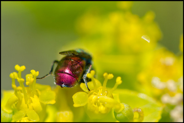 Chrysura_hybrida_apical_Niguelas_red.jpg