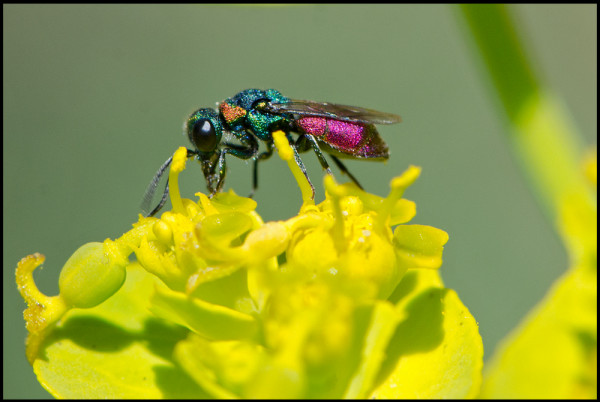 Chrysis_angustifolia_NIguelas_good_red.jpg