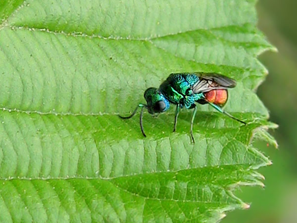 Chrysid 3-7-21 1_2.jpg