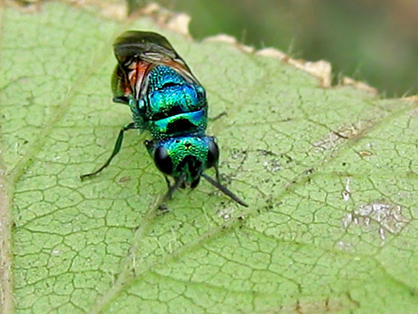 Chrysid 3-7-21 1_1.JPG