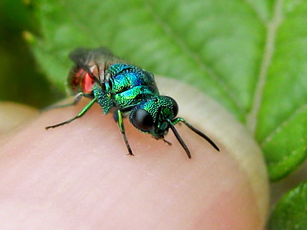 Chrysid 3-7-21 1.jpg