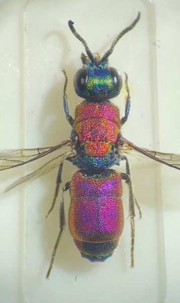 chrysis cf chrysostigma.jpg