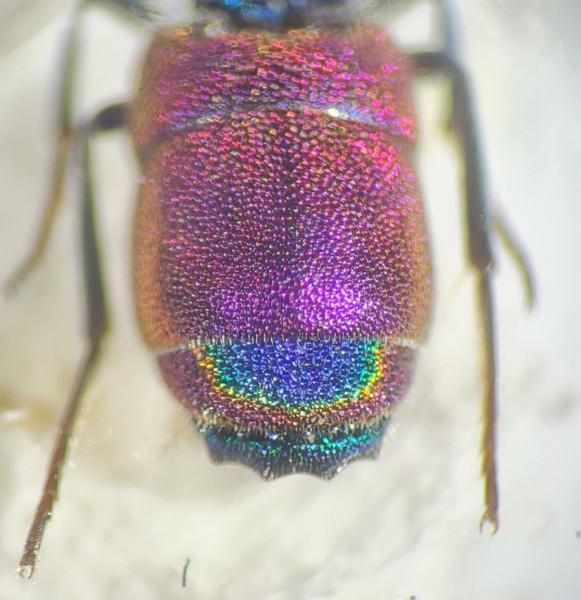 chrysis cf chrysostigma abdomen.jpg