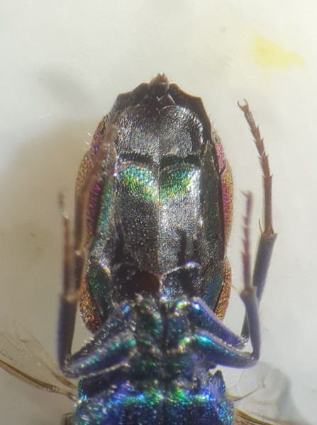 chrysis cf chrysostigma sternites.jpg