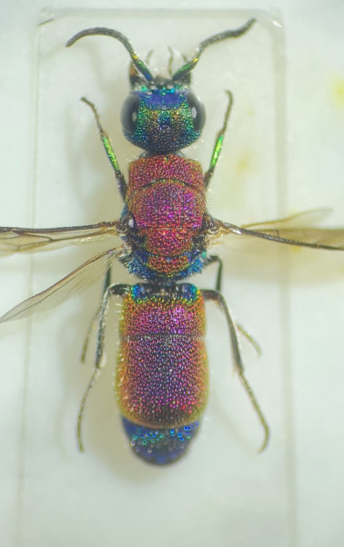 chrysis consanguinea habitus.jpg