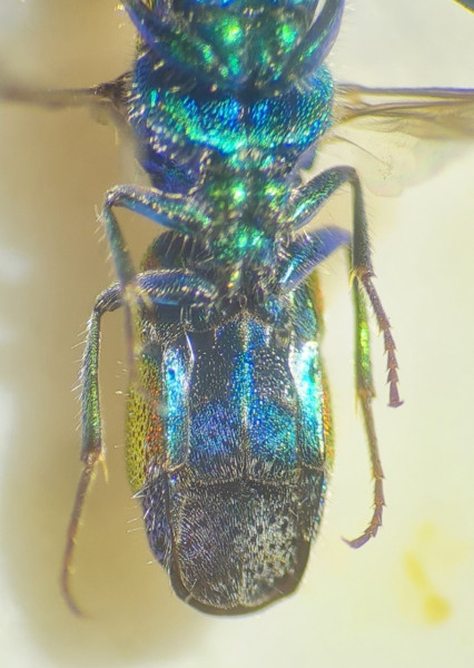 chrysis consanguinea.jpg