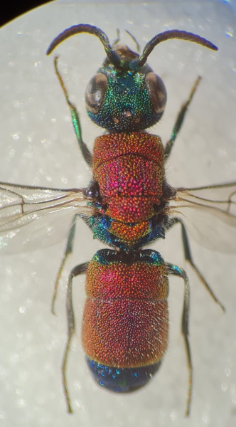 Chrysis cf consanguinea mâle.jpg