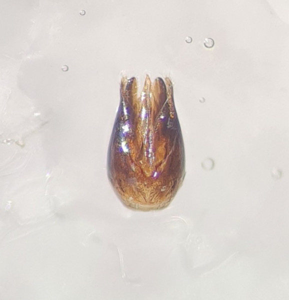 Chrysis cf consanguinea mâle zizi.jpg