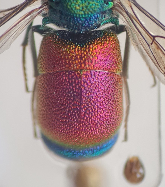 Pseudochrysis humboldti t2.jpg