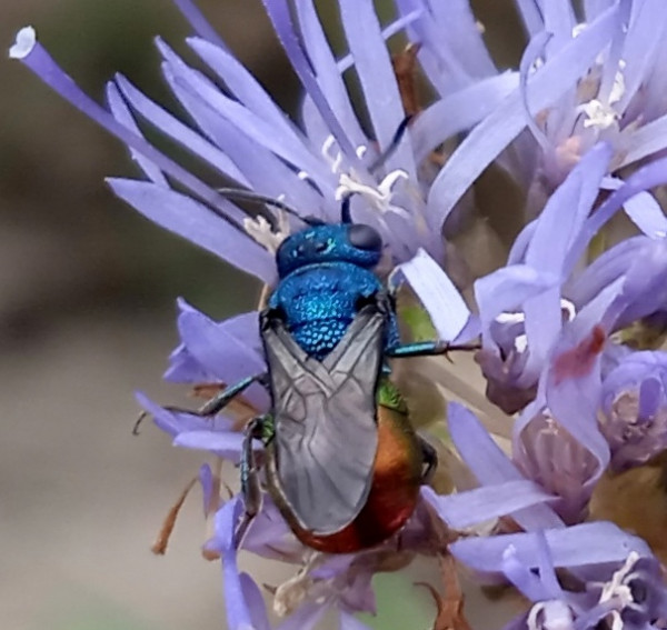 Hedychrum virens 3.jpg