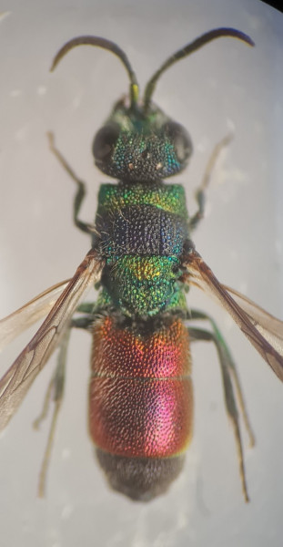 Chrysis cf insperata.jpg