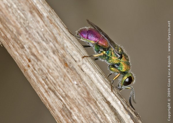 Chrysis_interjecta_side.jpg