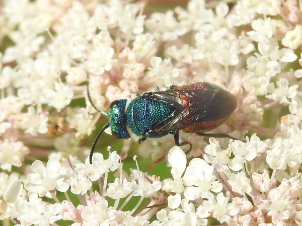 Chrysididae indet (1).JPG