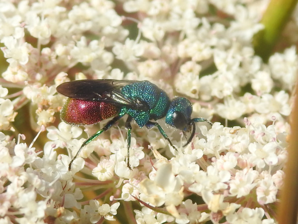 Chrysididae indet (2).JPG