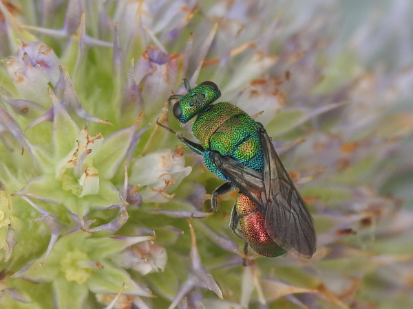 Chrysididae indet (2).JPG