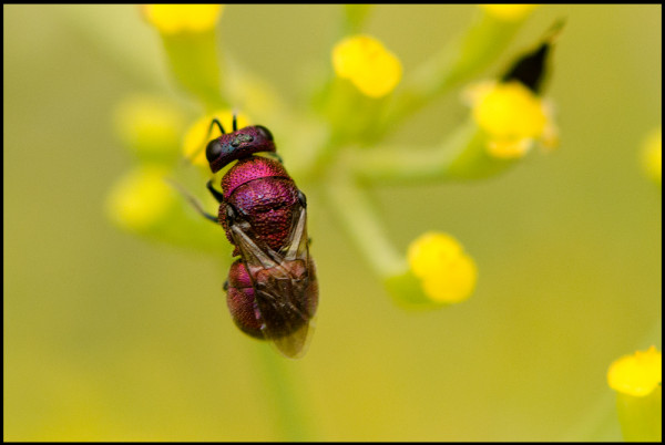 Holopyga_miranda_Trevelez_dorsal_red.jpg