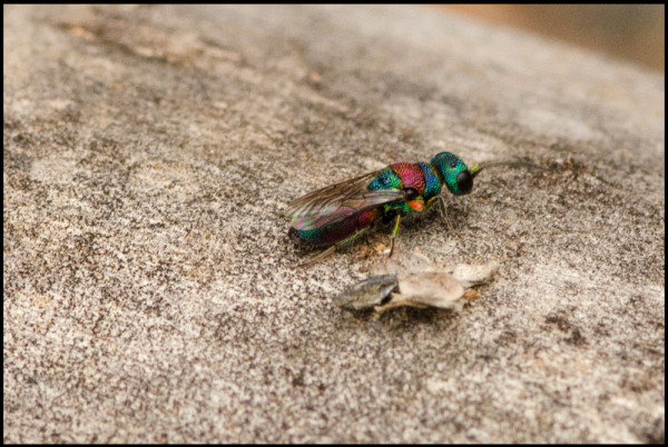 Chrysis_Trevelez_small_red.jpg