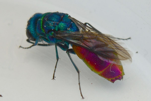 2021-07-12-Goldwespe (Chrysididae) Chrysis ignita-female-8mm-Schenefeld-Düpenau-SSC8797.JPG