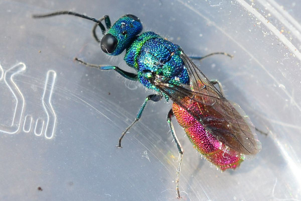 2021-07-12-Goldwespe (Chrysididae) Chrysis ignita-female-8mm-Schenefeld-Düpenau-SSC8800.JPG