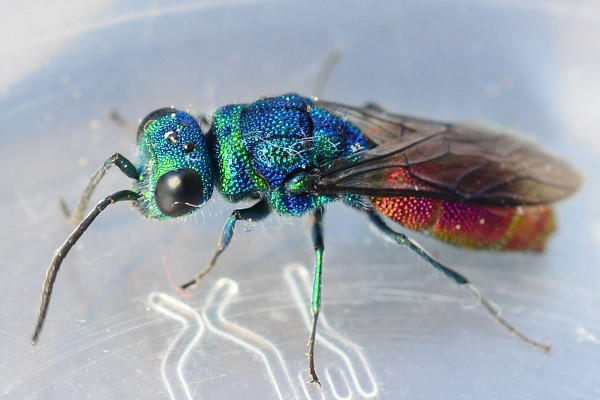 2021-07-12-Goldwespe (Chrysididae) Chrysis ignita-female-8mm-Schenefeld-Düpenau-SSC8803.JPG