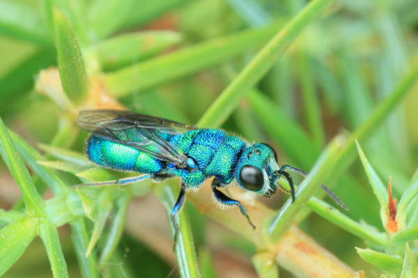 Chrysis_flamaryi_male_live.JPG