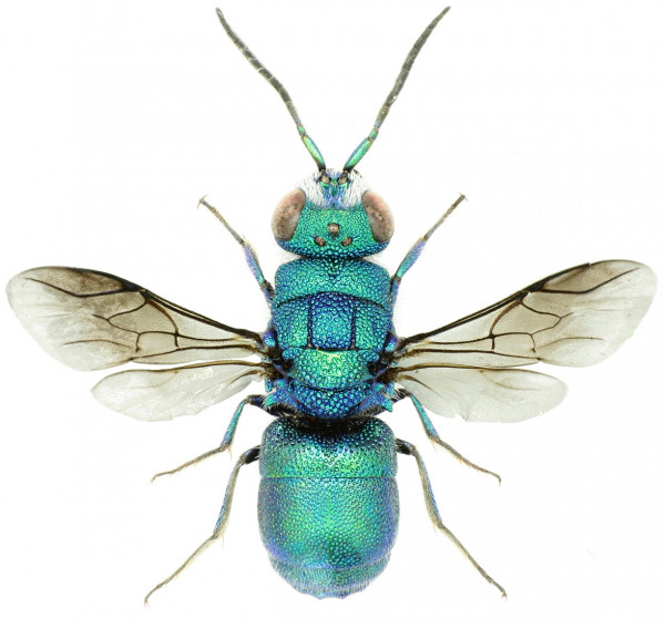 Chrysis_flamaryi_male.jpg