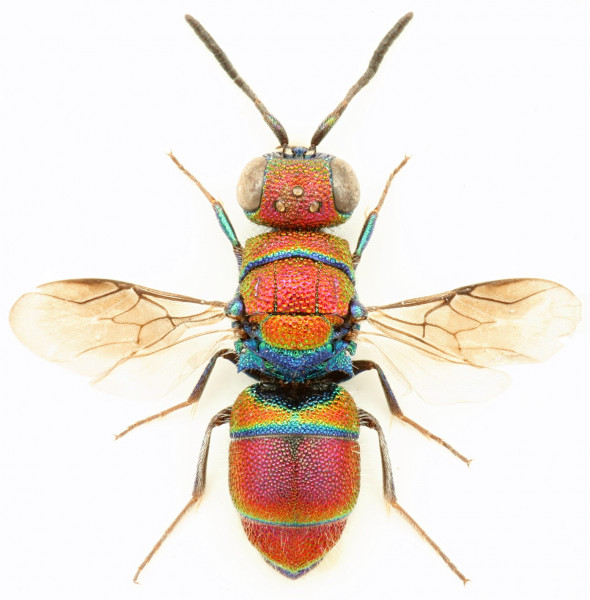 Chrysis_portugalia_female.jpg