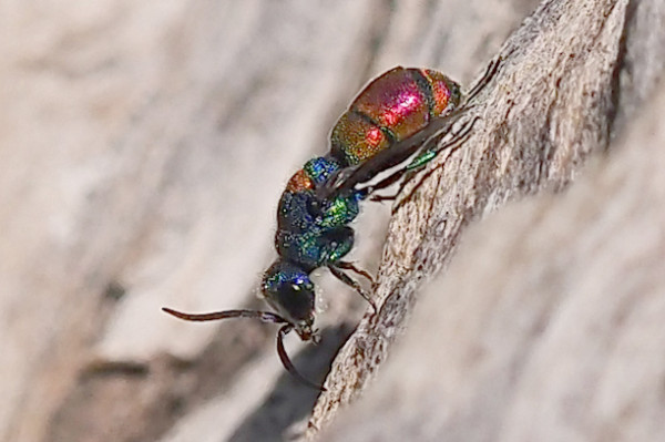 00_Chrysis2_14-06-2021_web.jpg