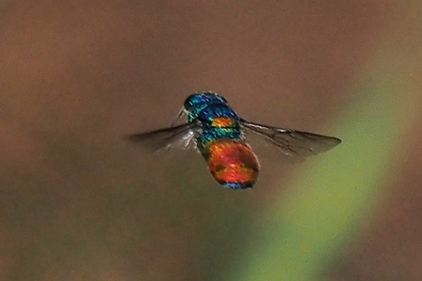 01_chrysis2_14-06-2021_web.jpg