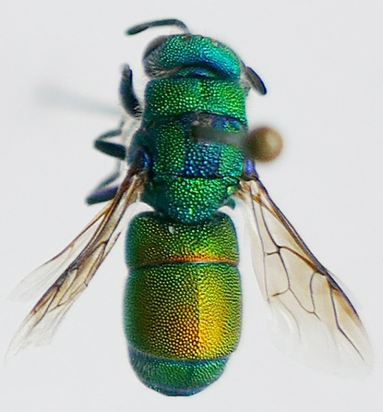 00_chrysis_web.jpg