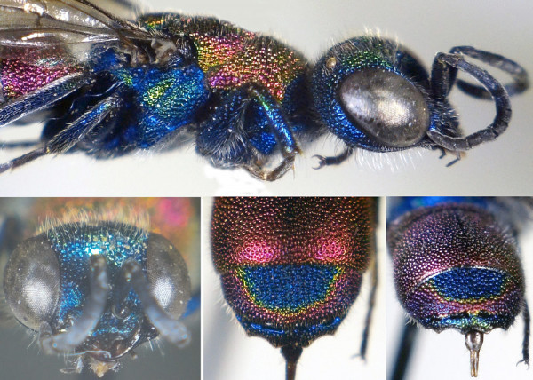 02_details_c-chrysis_f_web.jpg